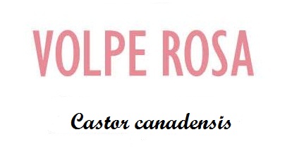  шубы из бобра Volpe Rosa